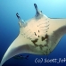 ray_manta_h_00038_yap0460.jpg